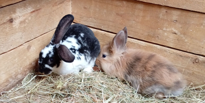 Baby rabbits available now