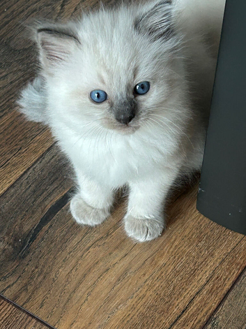 Beautiful blue ragdoll kittens