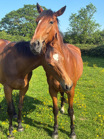 6 year old standard bred dudley