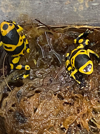 Bumble Bee Dart Frogs