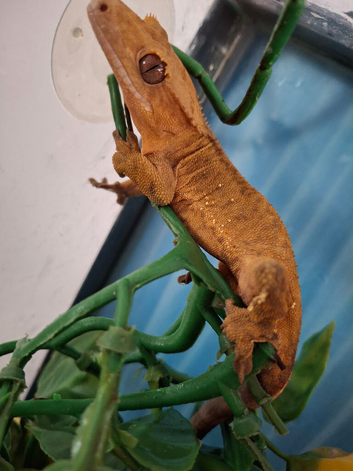MALE CRESTED GECKO