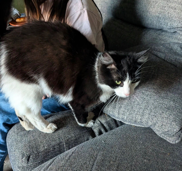 Rocky tuxedo fluffy cat