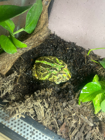 Pac-Man frog female