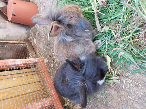 Male lionhead mix rabbits