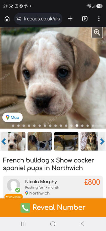 French bulldog x Show cocker spaniel pups