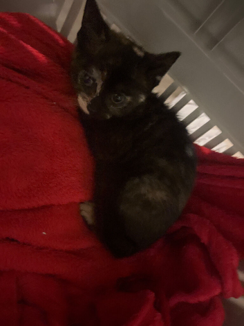 Small cute and friendly girl 2 month kitten (willing to negotiate the price)