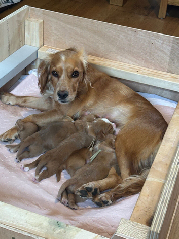 2 KC registered working Cocker Spaniel boys.