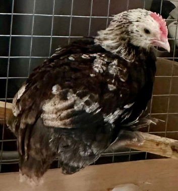 Faverolle cockerel