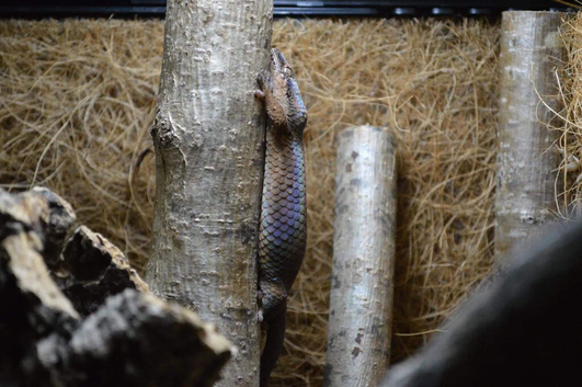 Geckolepis typica Fish Scale Gecko
