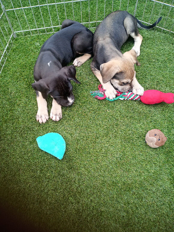 2 pressa boy pups available