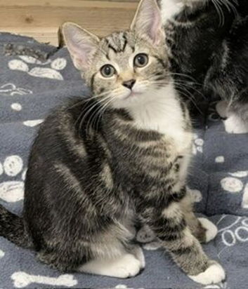 We have a gorgeous mixed litter of four incredibly sweet, playful, and loving tabby kittens who are ready to find their perfect families today!