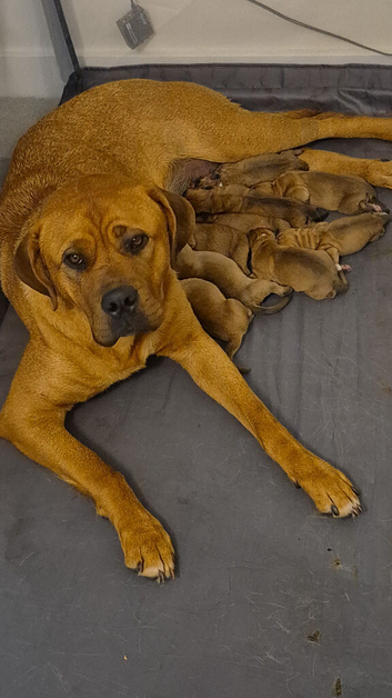 Chunky puppies