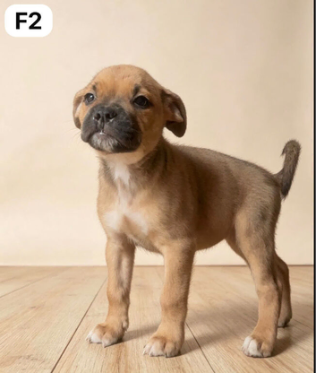 Boxer mix bulldog puppies