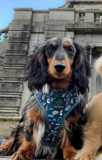 Long haired mini dachshund for stud