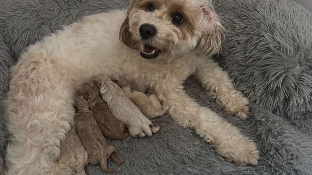 Beautiful cavapoo puppies