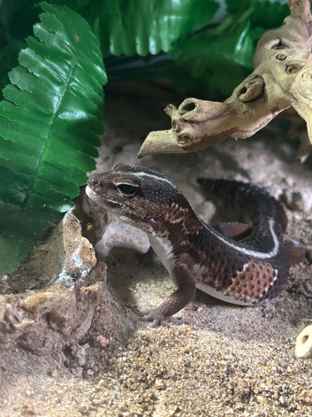 Fat tailed gecko and enclosure