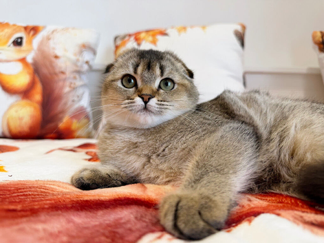Stunning Scottish Fold Kittens