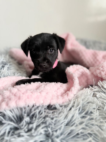Patterdale puppies