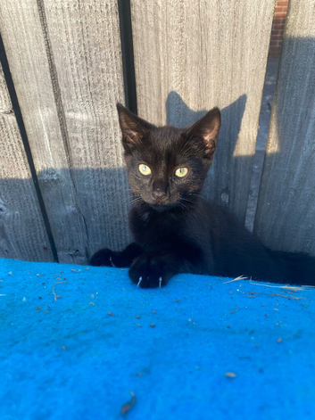 Beautiful black kitten