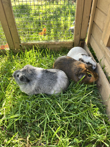 Female Guinea pigs for sale
