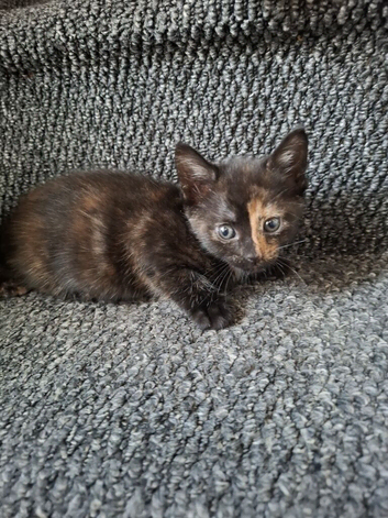 Kittens