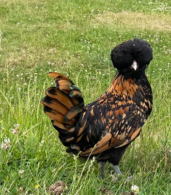 Gold laced polish bantams