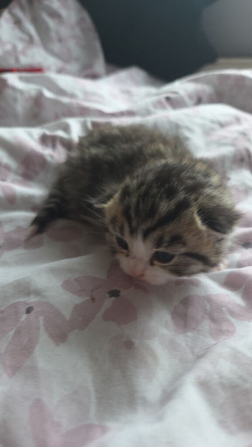 Beautiful kittens half British shorthair