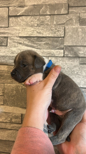 Bulldog x Staffordshire Bull Terrier