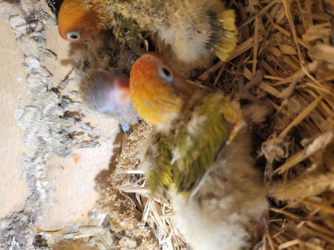 Lovebirds