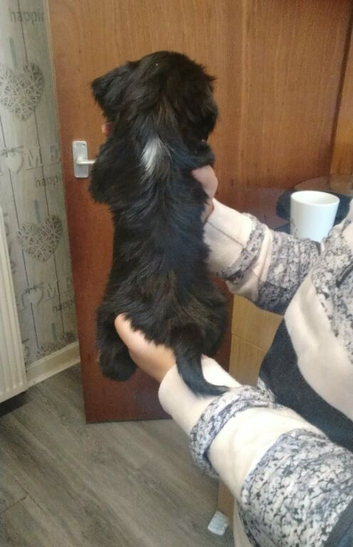 Lhasa Apso puppies for sale