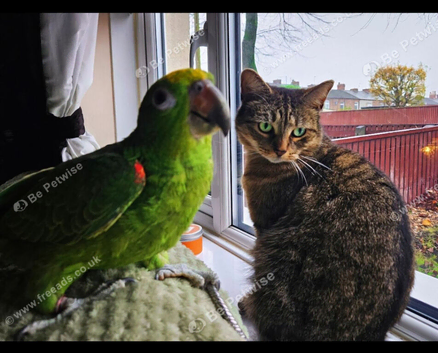 Yellow-Crowned Amazon Parrot Seeking an Experienced New Home