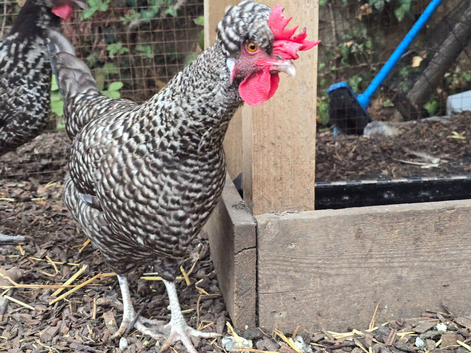 Chickens for sale