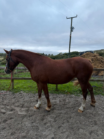 Welsh sec D mare