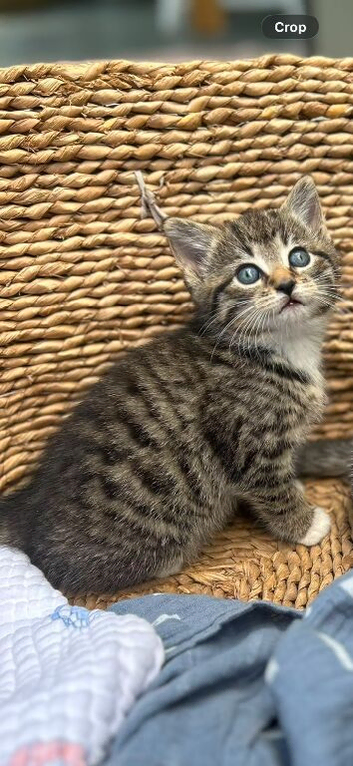 8 week male kitten