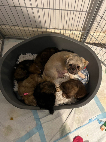 5 imperial Shih tuzs  pups