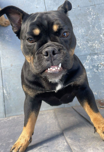 English girl bulldog