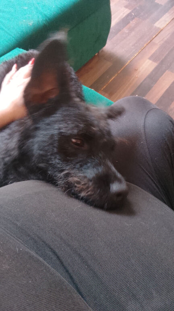 Male patterdale
