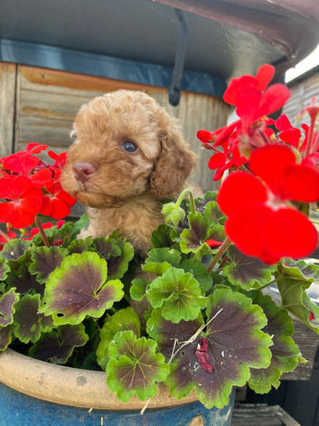 Toy poodle x min poodle