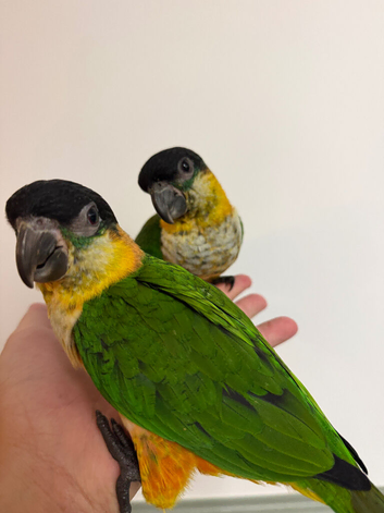 Silly tame Baby Caique parrots