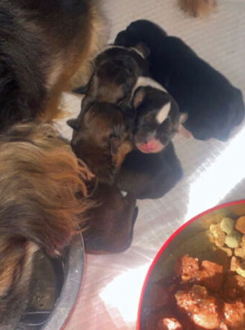 Puppies