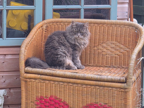 Cats for sale