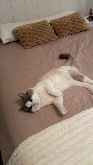 Ragdoll boy