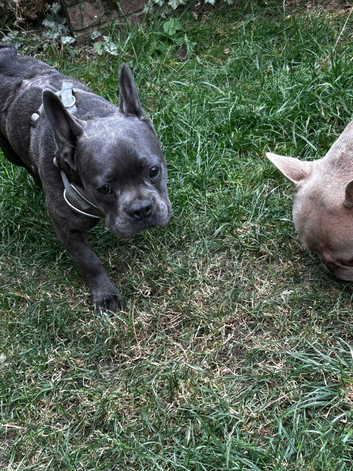 6,5 month blue brindle frenchie boy kc reg