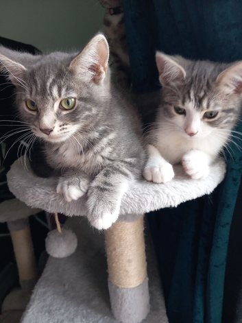 Kittens 11wks