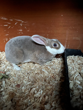 Mini Rex girl