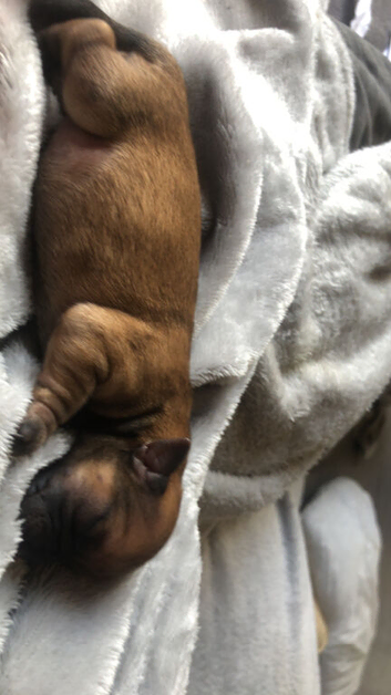 Puppies