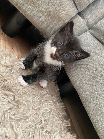 Kittens for sale