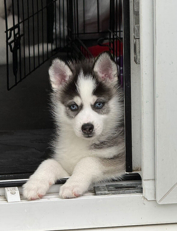 2 beautiful pomsky puppies