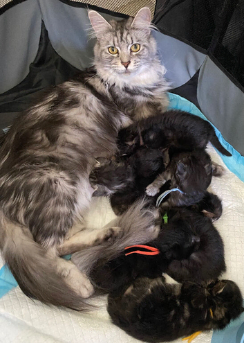 TICA registered very large Maine Coon