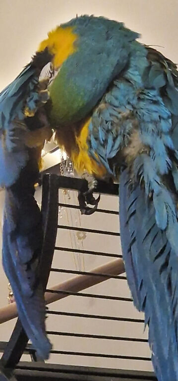 BLUE & GOLD MACAW